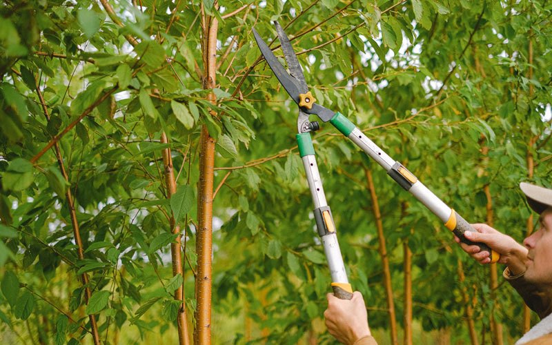 Tree trimming in Verdugo City, CA